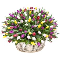 Bouquet of tulips of different colors 100 pieces