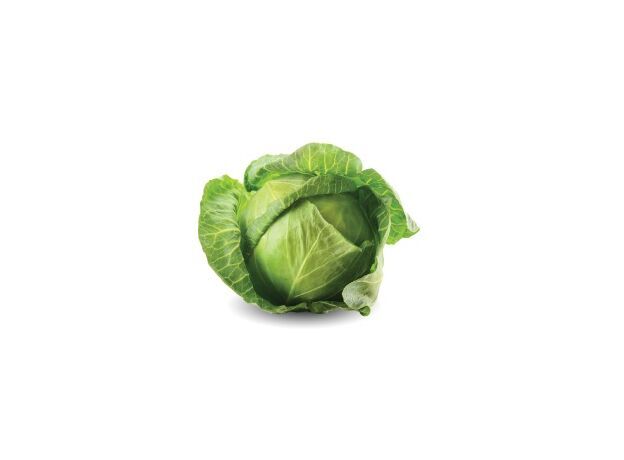 Cabbage Green ≈ 1500 gr.