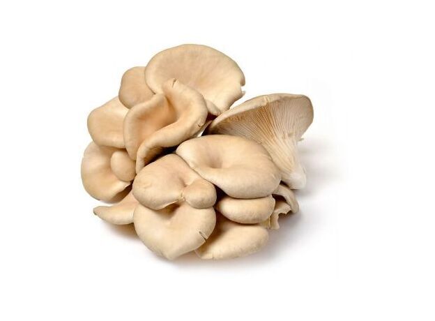Ouster Mushrooms ≈ 500 gr.